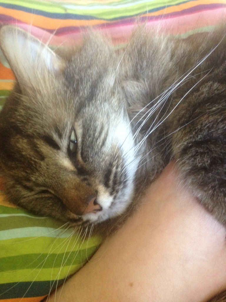 ConquerorAscot's tweet image. Is this hand yours? Too bad, it&apos;s my pillow now.