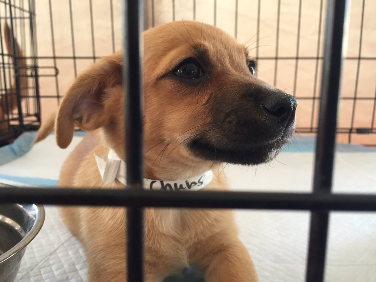 40 pet adoptions so far at Millerville PetSmart 😊.  Adoptions still going on until 4pm today, again on Sunday 10-4p