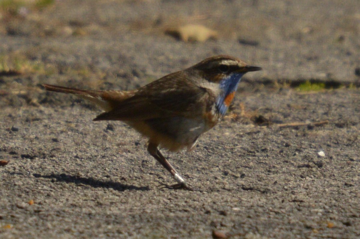 flako1959's tweet photo. I've waited awhile to heavily crop a few of my better half's pictures. #bucketlistbird #mealyworms #Cleveland https://t.co/C2MBB6dCfP