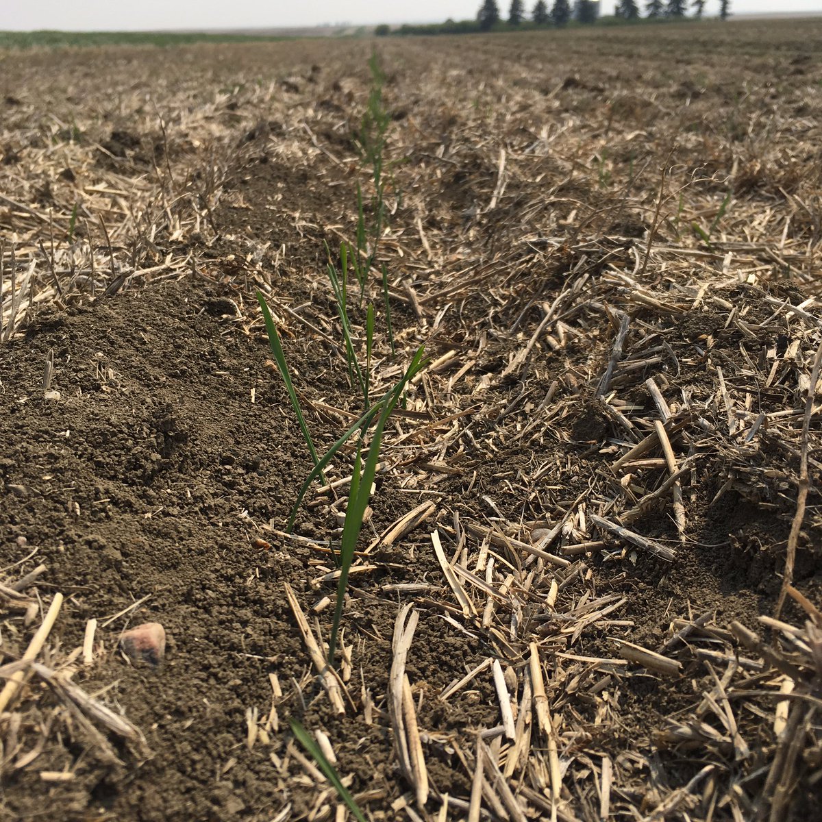 shilowj's tweet photo. Even -6 can't get these little guys down! #plant16 #durum #westcentralsask #freezingtemp #theyarejusthappytobehere https://t.co/A33Fr83Li5