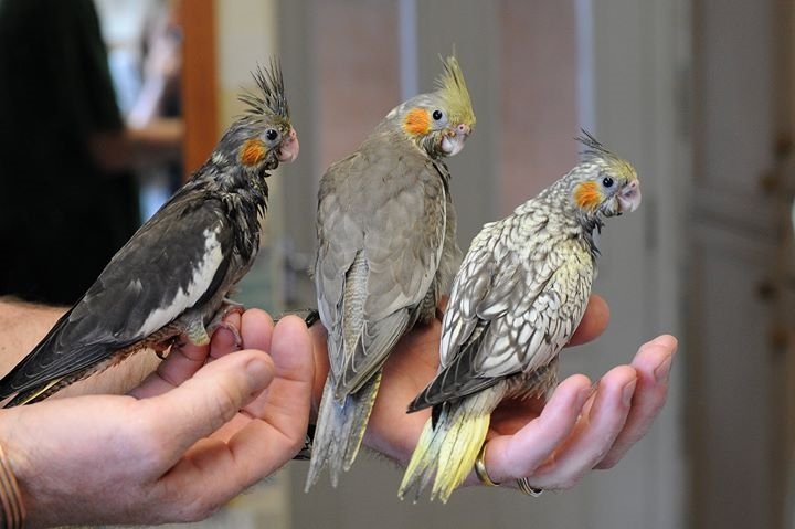 Kimbo85J's tweet photo. @SparrowSparkle 's baby cockatiels. Mine is the furthest left. J.J. https://t.co/GtjEM4GFq7