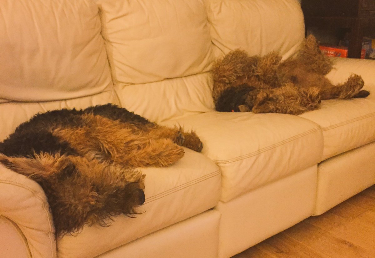 SairaHamilton's tweet photo. I'm afraid it's getting too late for Hector &amp; Howie #Eurovision  #DogsOfEurovision 😴 https://t.co/W8cro8K3hL