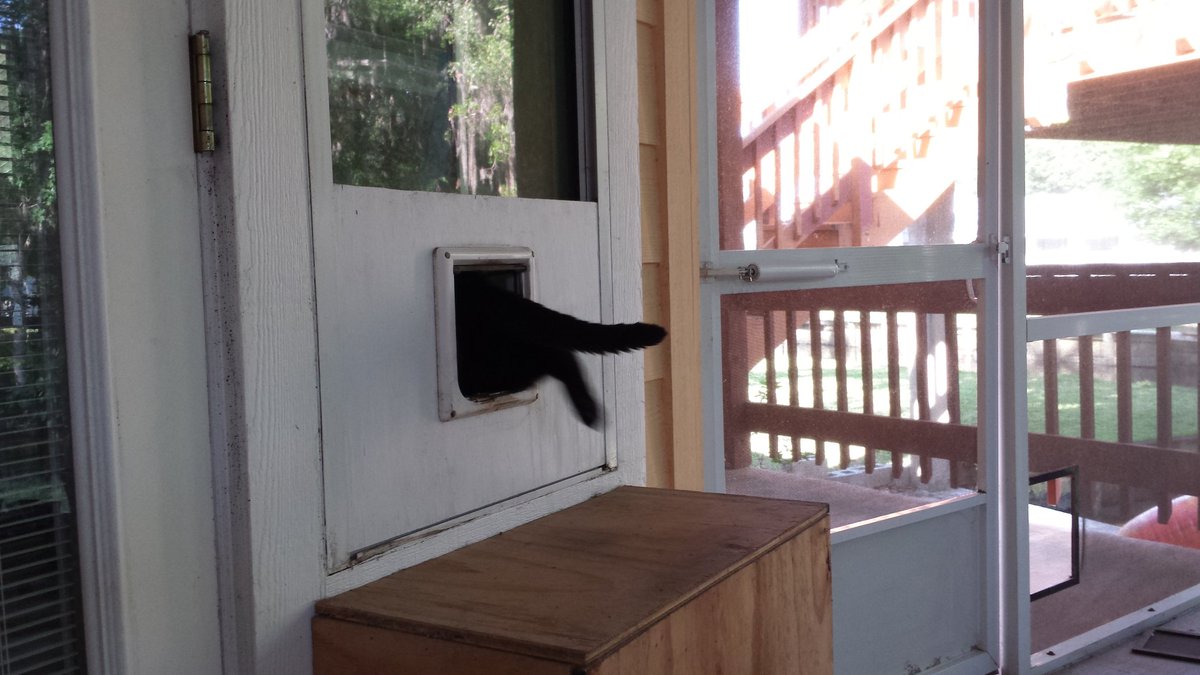 furrysleekcat's tweet photo. Too hot out here. Heading back in. Is it summer already? #BlackFurProblems https://t.co/393MXXiNDR