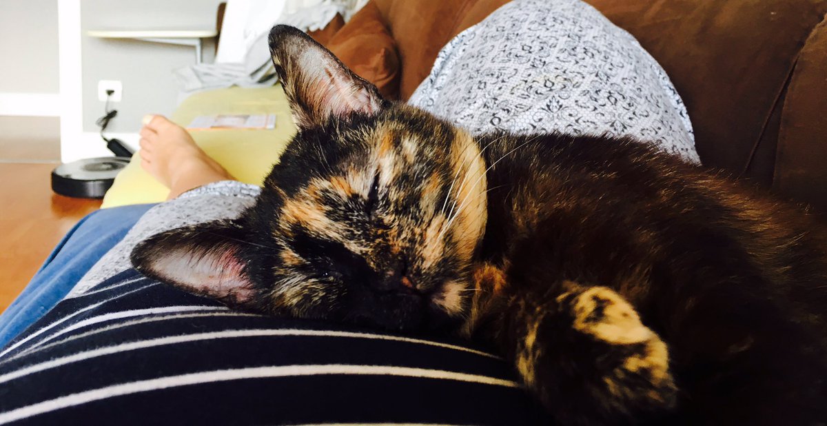 Monikagber's tweet photo. #GatoConEstilo #xena #cat #carey he aquí una gata feliz y sin ningún tipo de preocupación por #eurovision https://t.co/cw48QCdFNv