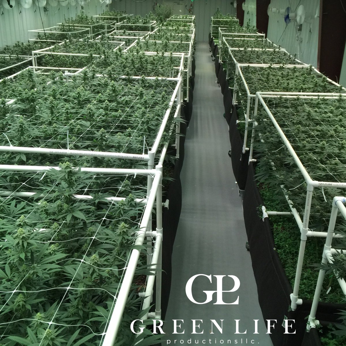 GLPNV's tweet photo. Room2 #3rdCycle four weeks in.#CleanGreenCertified#DEMpure #BeyondOrganic#NoTill #regenerative #sustainable https://t.co/T4HeV1CFVO