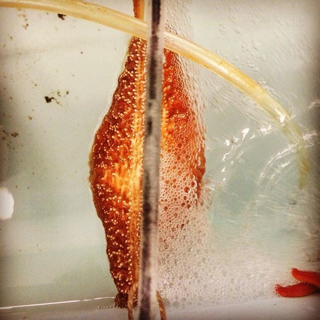 starfishstuff's tweet image. When you can&apos;t stand to be away from your babe. #cuddle #bamfieldmsc #seastar ift.tt/1V2gqWj