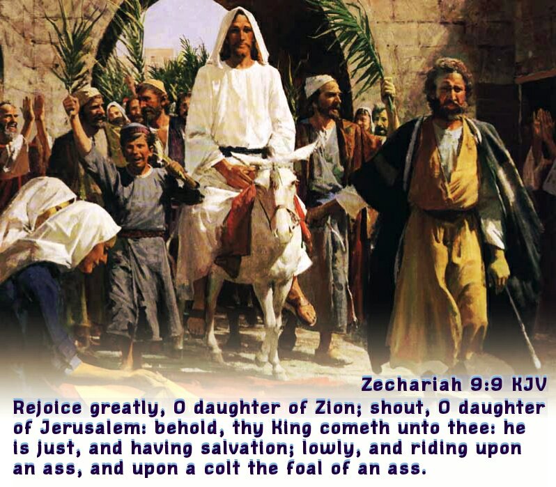 Zechariah 9:9 KJV
Rejoice greatly, O daughter of Zion; shout, O daughter of Jerusalem: behold, thy King cometh unto…