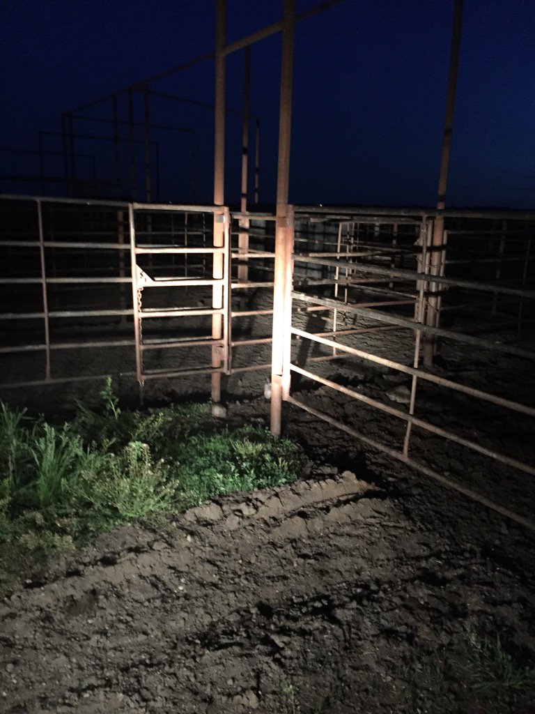 BainbridgeAG's tweet photo. We can't have nice things because someone didn't chain the gate #cowescape #raiseCattleItsFun https://t.co/KlTMxkZ3Tc