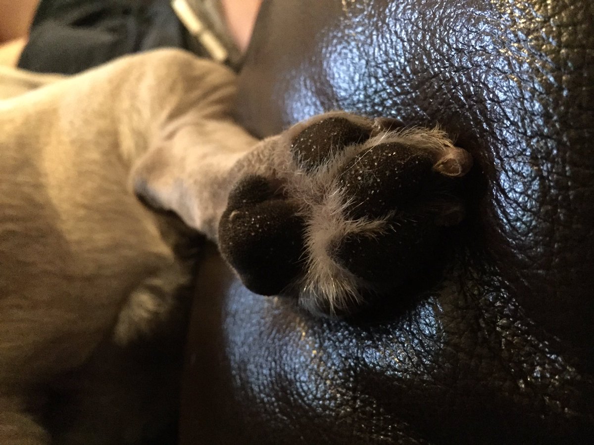 HerculesPug's tweet photo. I still have sand in me toes from the beach today https://t.co/8gky4DZJ4C