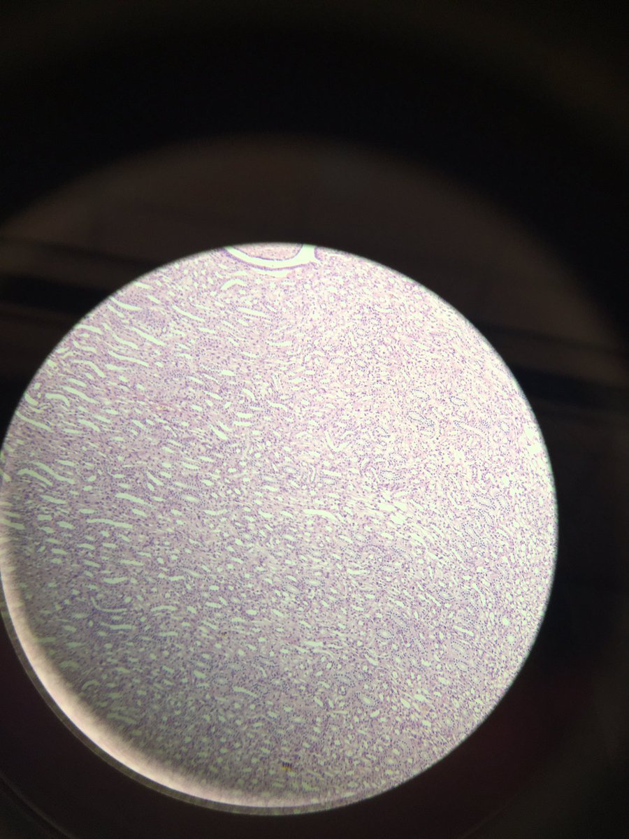kimvilll15's tweet photo. @NutmegSomething #bio110sp16 https://t.co/cbjUr5O3FJ