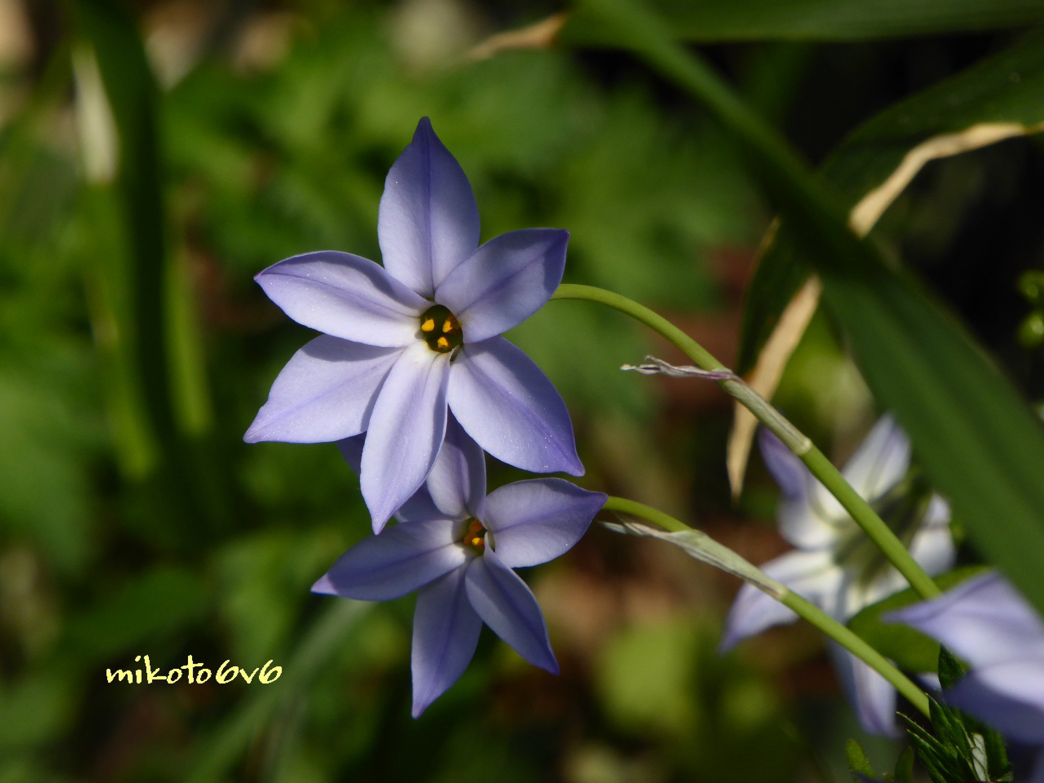 Mikoto いつも側に居るょ 花言葉 愛しい人 星に願いを ハナニラ 花韮 イフェイオン 西洋甘菜 スプリングスターフラワー イマハナ 花 春 白 無加工 Flower Springstarflower