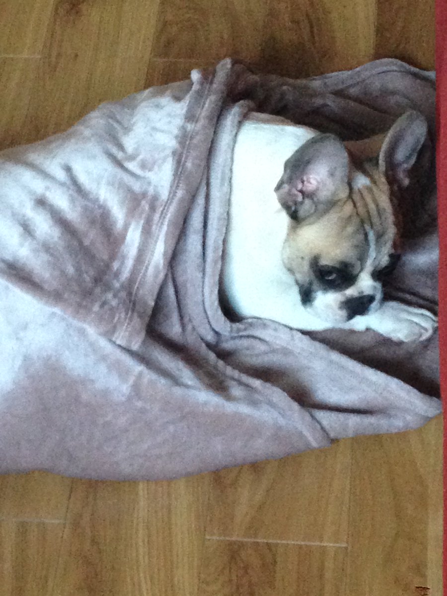 MadAboutMookie's tweet photo. Mookie burrito! #SummerNights #cuteness #snuggleduppup #frenchbulldogs #NotWatchingEurovision https://t.co/xOfwriCqVB