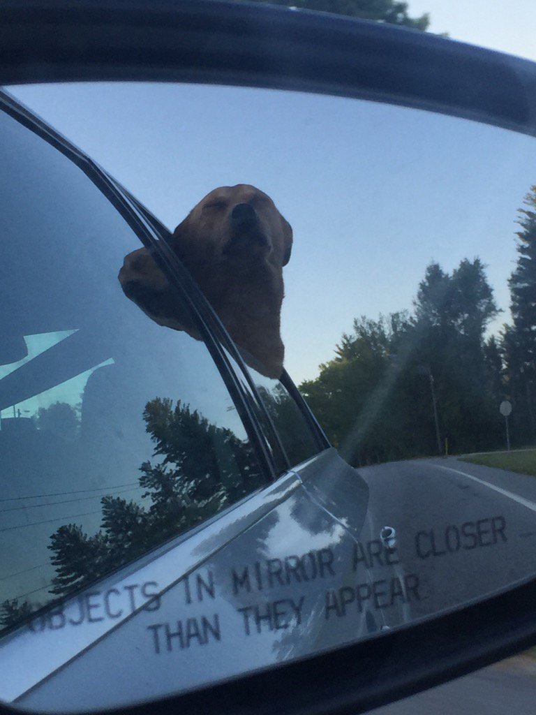 NinaTheNinja4's tweet image. @MangoTDog is closer than she appears. Watch out! #windowdog #thegoodlife