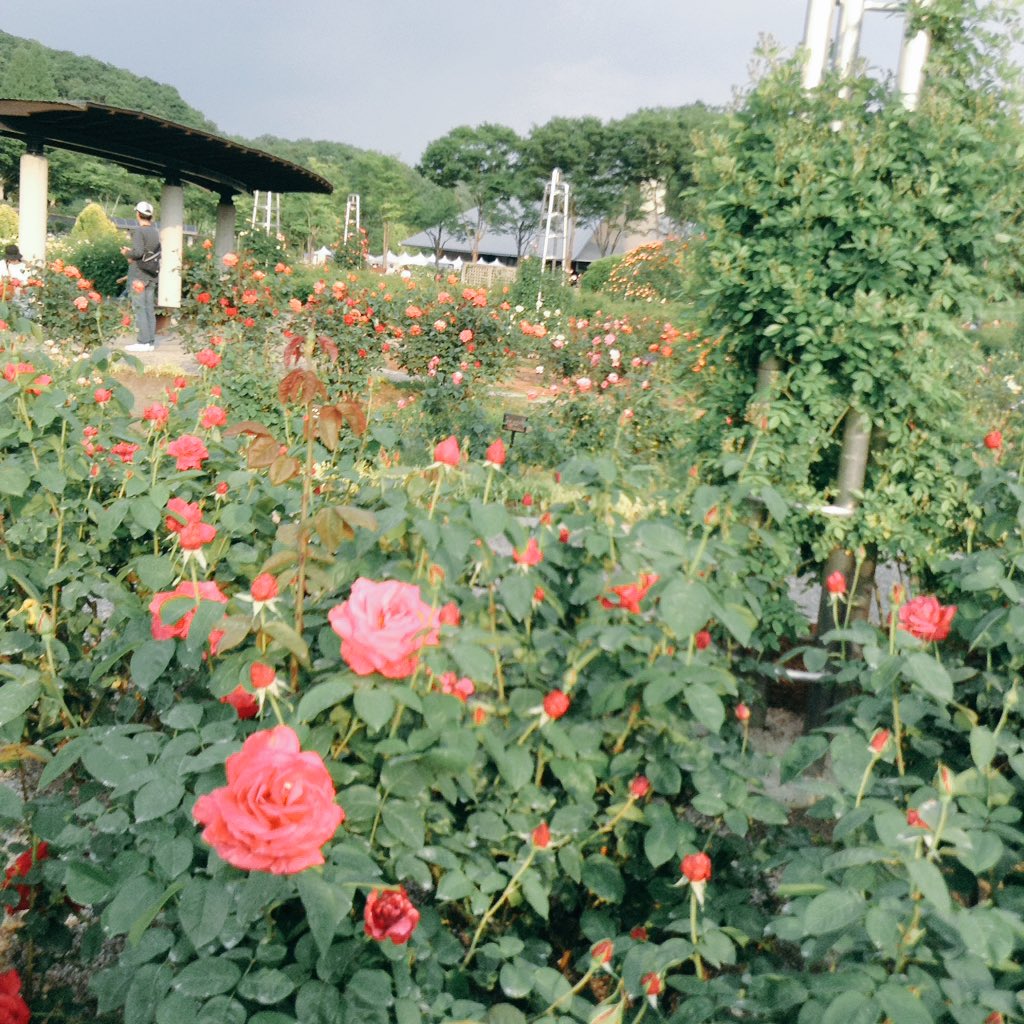 Emi_nyanko_0502 tweet picture