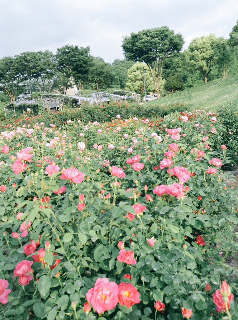 Emi_nyanko_0502 tweet picture