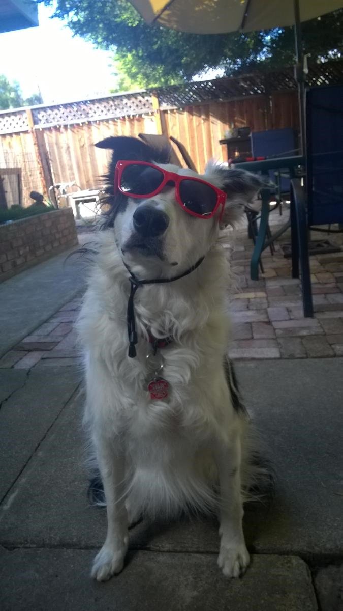 Bordercollie15's tweet photo. Maxwell loves his new sunglasses we got at pet-a-palooza! Every dog model needs a pair of shades.Thanks @KaykosDS https://t.co/Z3RWpeafQr
