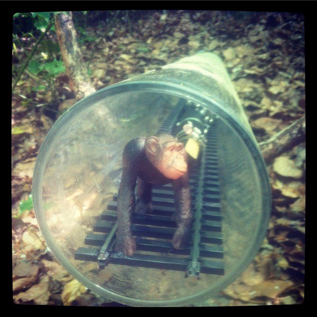sculpturecourts's tweet photo. by @tillylasvegas: #sinneswald #sculpturepark #art #exhibition https://t.co/jDAD5kVZ8H at May 08, 2016 at 10:01AM https://t.co/B9vQTlpAL0