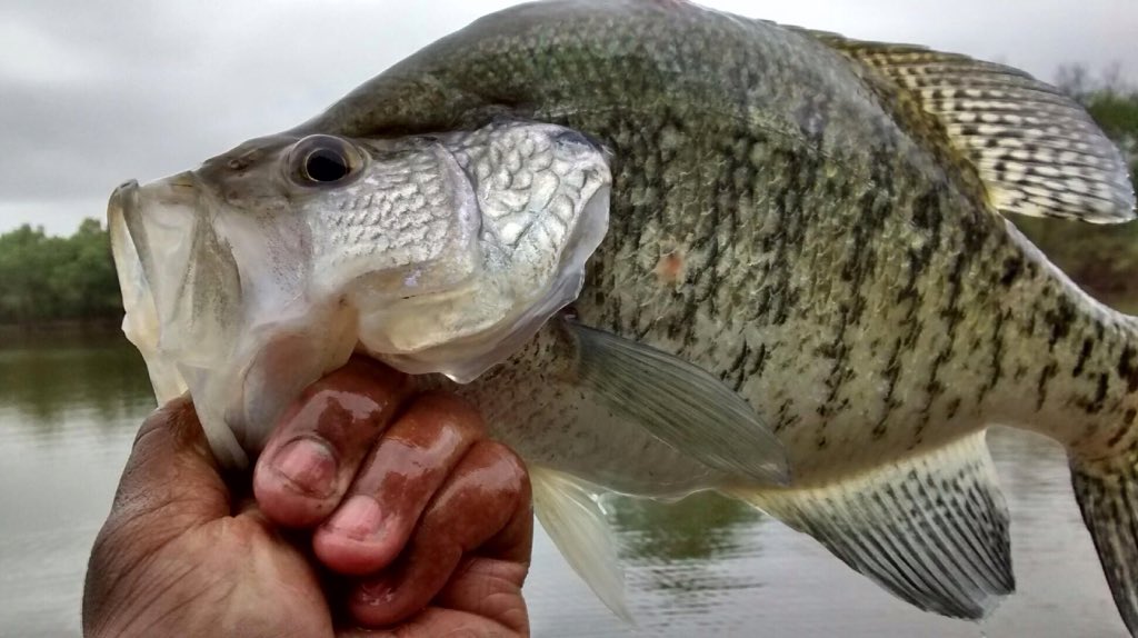 ericlnelson39's tweet photo. This crappie swam up to my boat, rested a fin on my bow &amp; complimented my hook setting abilities! "You're welcome! https://t.co/bcKE3mHeEJ