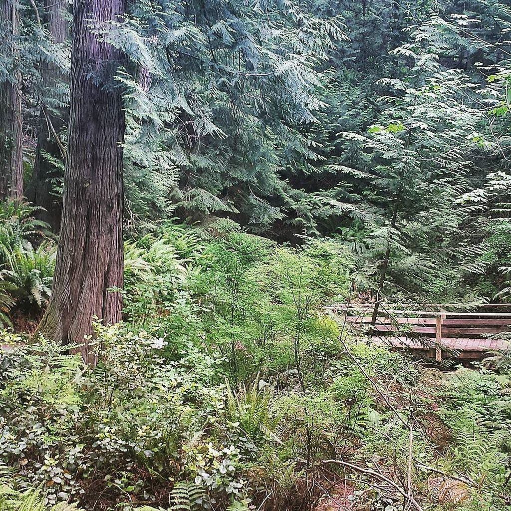 TweeterBham's tweet image. #denseforest #bridge #pnw #ferns #pinetrees #bellinghamwa #marywyattphoto by wyattmary ift.tt/1qkX2XK