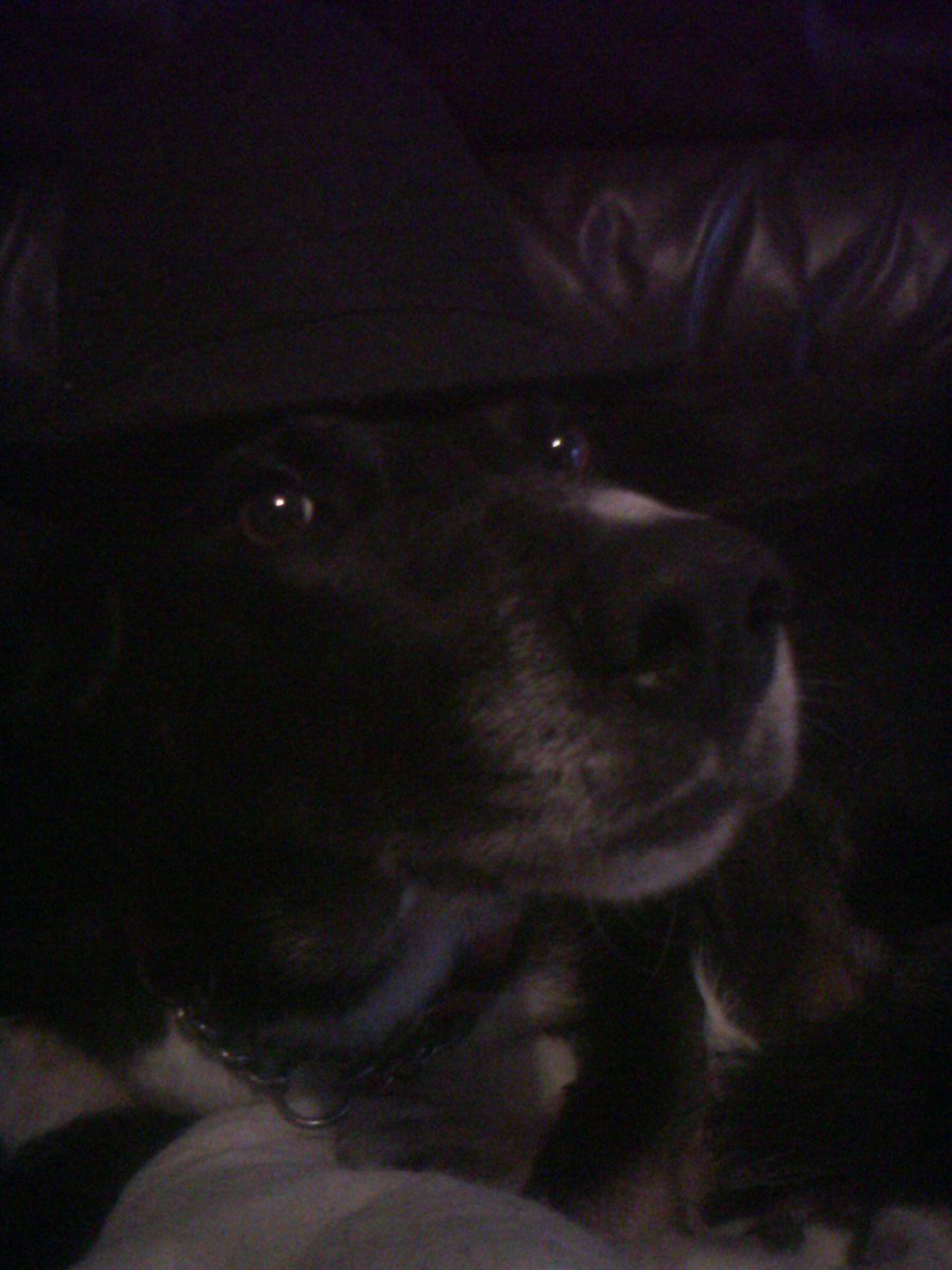 CountlessCry's tweet photo. @iCrazyTeddy This is my dog.  He's kinda cool... https://t.co/l0mfLUxLM0