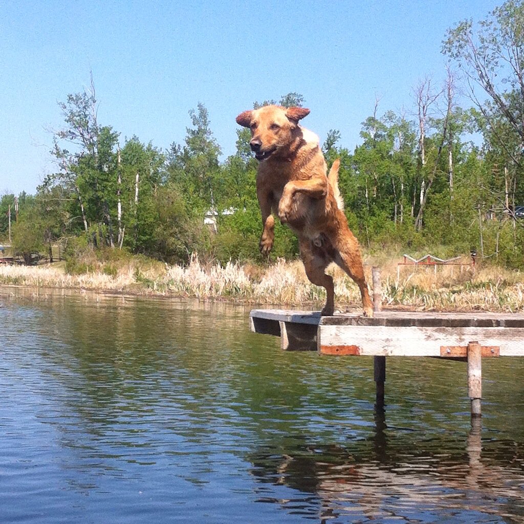 cailinele's tweet photo. #HandsomeMan Goin 4 a dip! #LakeLife https://t.co/dcKLh8Ycew