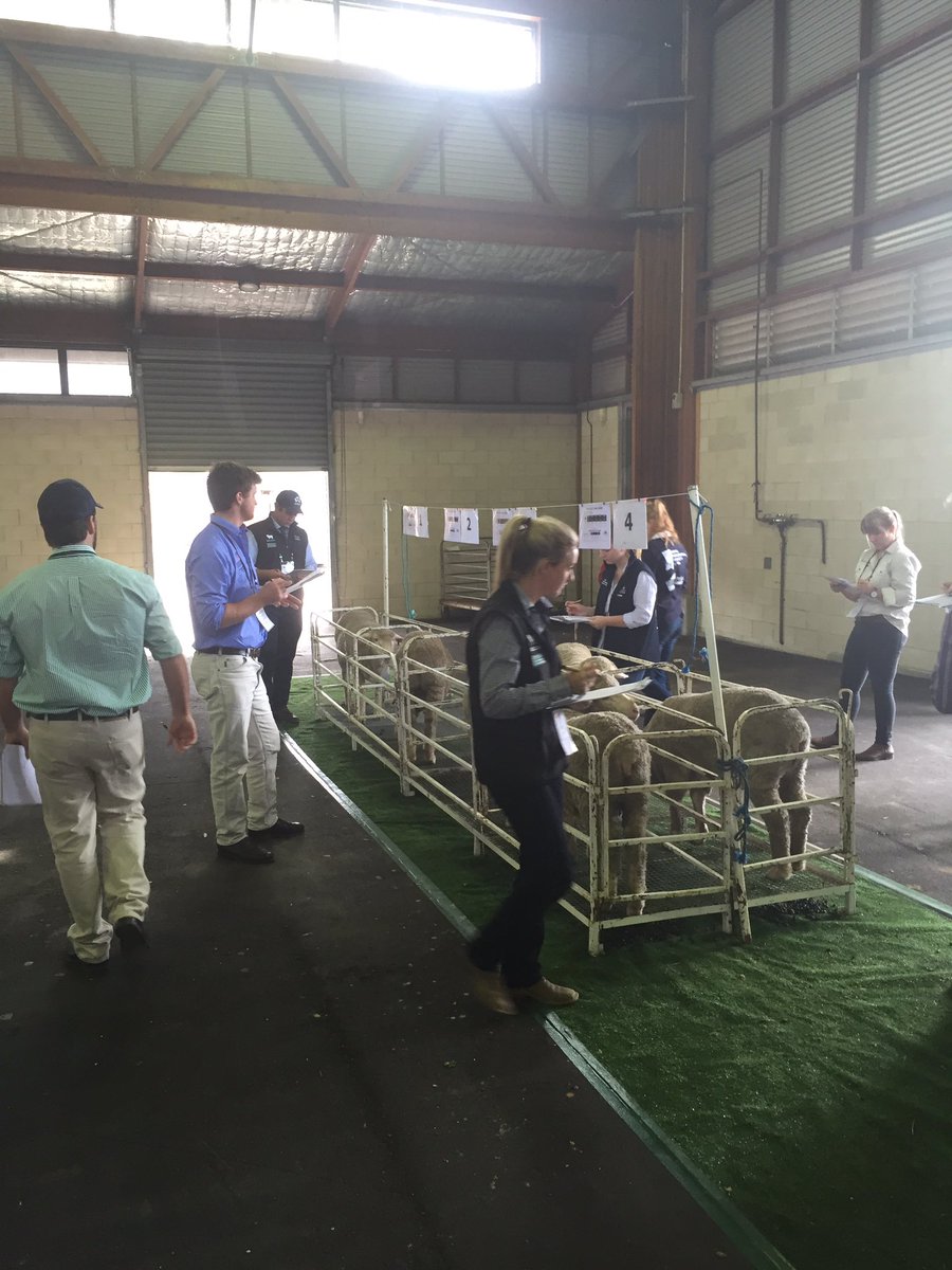 Another GR8 group selecting ewes this morning at #awinmc GR8 experience, enthusiasm & knowledge in the yard.