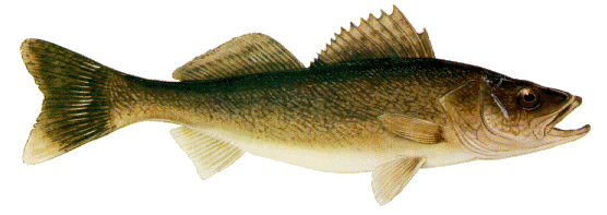 It’s walleye fishing season opener today! Share a photo of your catch with us in the comments!