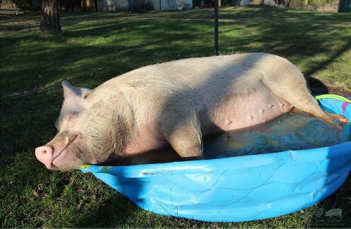 chiefplan1's tweet photo. #KeepOutOfMy pool, you pig! https://t.co/xWi8nCEu1p