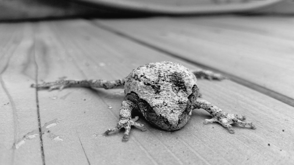 christelle2381's tweet photo. Un beau petit @frenchieinc  est apparu sur notre patio aujourd'hui. ;) https://t.co/ri7LIT6JUu