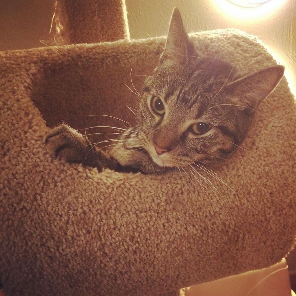 Chatchatcatcat's tweet photo. Lazy Caturday #Seven #marbledtabby #cattree #caturdaynight #instacat #catsofinstagram by knorear https://t.co/lU80szLqEy