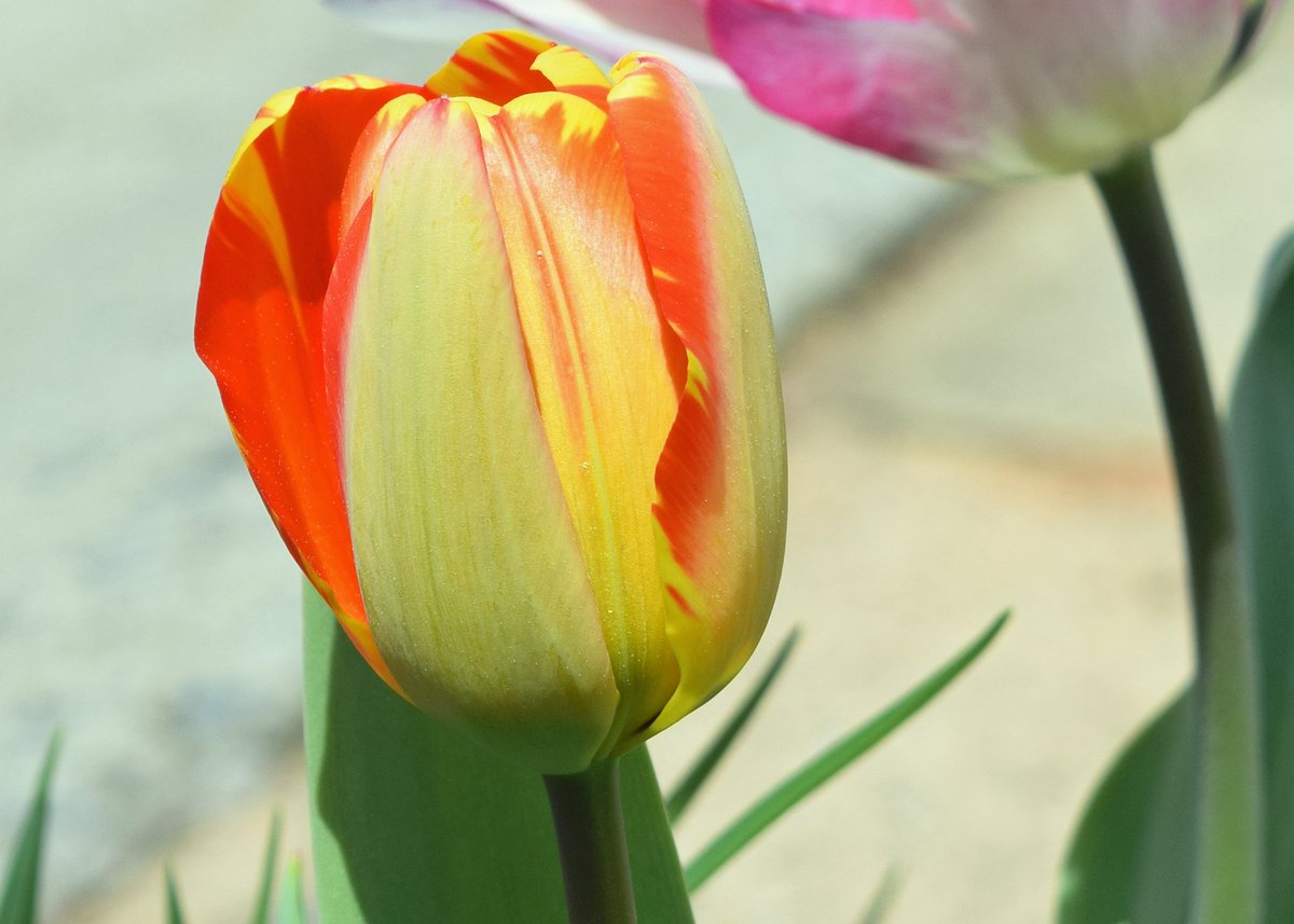 LisaColang's tweet image. A Tulip for Rose reminds me of my favorite tulip that I grew this year.🌷  #TulipsinSpring