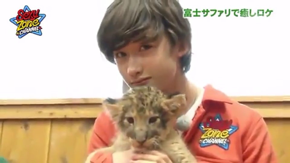 marius_hz's tweet photo. ｢ライオンの赤ちゃんってカワイイよね🎶｣

｢ねぇ…ライオンばっかり見ないで、僕のことも見て欲しいな？｣

#RTしたnrさんで気になった人お迎え 

(甘えん坊/寂しがり屋/構ってちゃん) https://t.co/0CZkhTT0KZ
