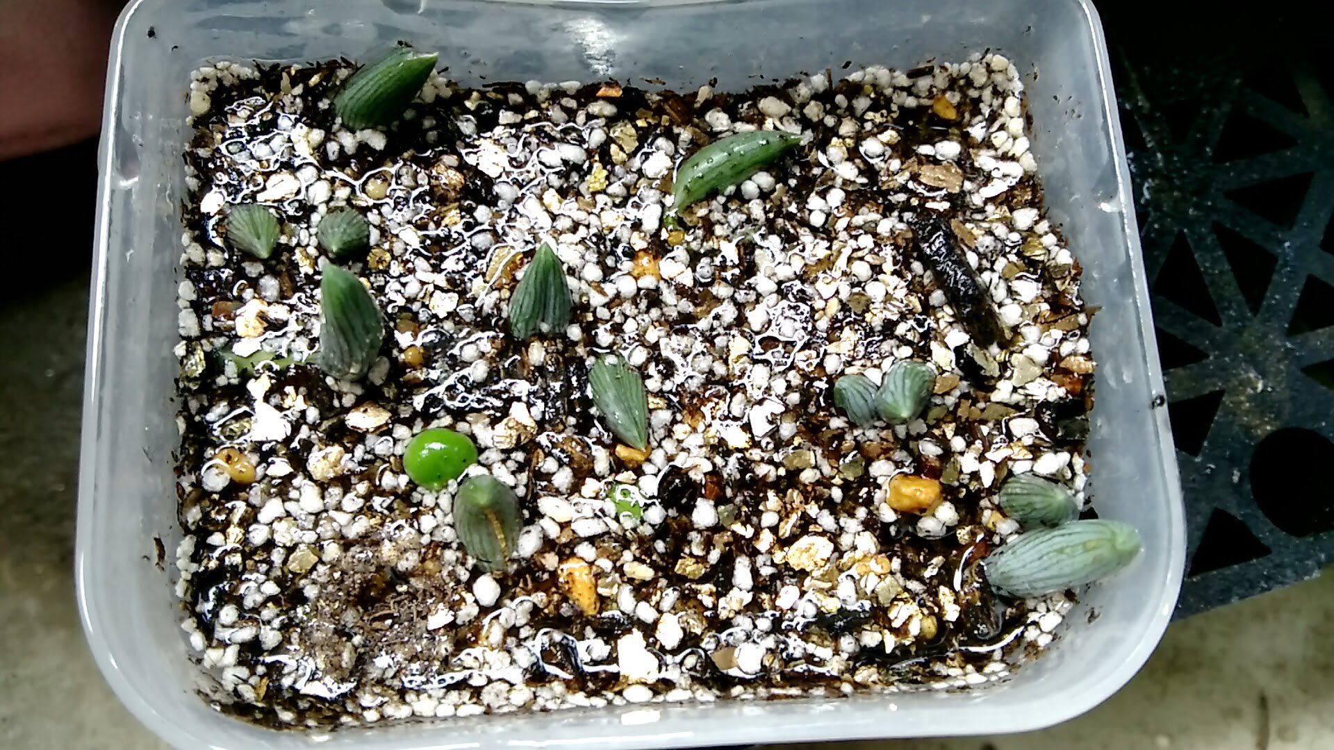 Mr Ojisan 多肉を貴方へ アーモンドネックレス 挿し ピチネがメネデール水でつゆダク挿し成功 調子に乗りアモネもチャレンジ ほぼ水差し状態です アーモンドネックレス 多肉植物 多肉 挿し芽 水挿し