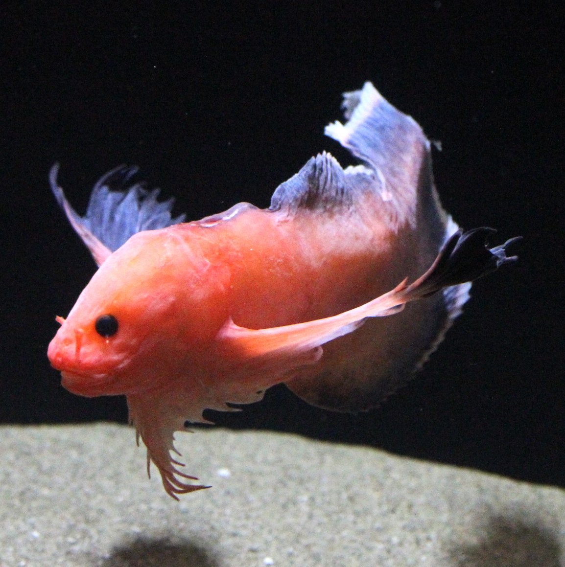 公式 アクアマリンふくしま Twitterissa コンニャクウオのなかま 深海魚ザヒルス Careproctus Zachirus 日本初展示 和名がありません ヒレがヒラヒラしていて泳ぐと美しい ただし 吸盤でくっついていてあまり泳ぎません アクアマリンふくしま T Co 公式 アクアマリンふくしま Twitterissa コンニャクウオのなかま 深海魚ザヒルス Careproctus Zachirus 日本初展示 和名がありません ヒレがヒラヒラしていて泳ぐと美しい ただし 吸盤でくっついていてあまり泳ぎません アクアマリンふくしま T Co