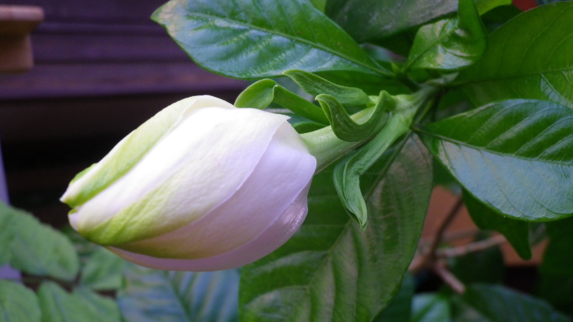 いしまる クチナシのつぼみ 朝のがもうちょっとで開きそうです 既に開いている花を見ると つぼみの緑の部分は開いても残っていてよく見るとアクセントになっている事に気づきました T Co Ujwcpmho3h Twitter