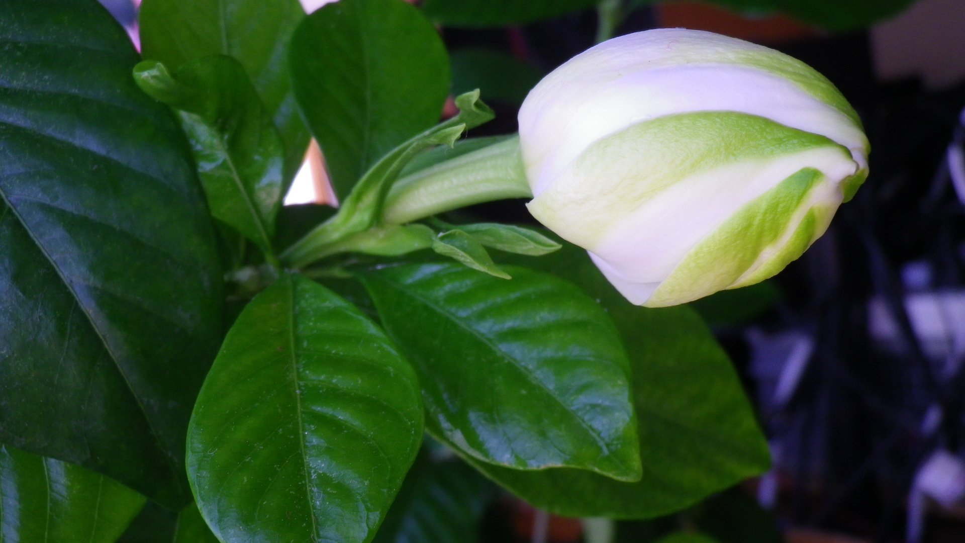いしまる クチナシのつぼみ 朝のがもうちょっとで開きそうです 既に開いている花を見ると つぼみの緑の部分は開いても残っていてよく見るとアクセントになっている事に気づきました T Co Ujwcpmho3h Twitter いしまる クチナシのつぼみ 朝のがもうちょっとで開きそうです 既に開いている花を見ると つぼみの緑の部分は開いても残っていてよく見るとアクセントになっている事に気づきました T Co Ujwcpmho3h Twitter