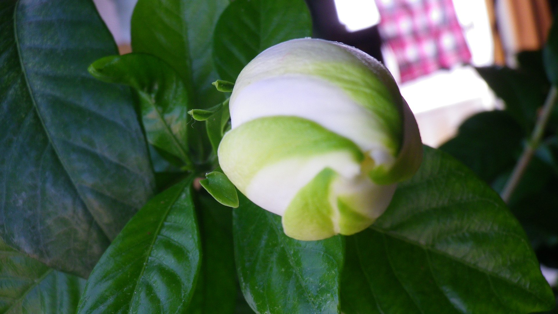 いしまる クチナシのつぼみ 朝のがもうちょっとで開きそうです 既に開いている花を見ると つぼみの緑の部分は開いても残っていてよく見るとアクセントになっている事に気づきました T Co Ujwcpmho3h Twitter