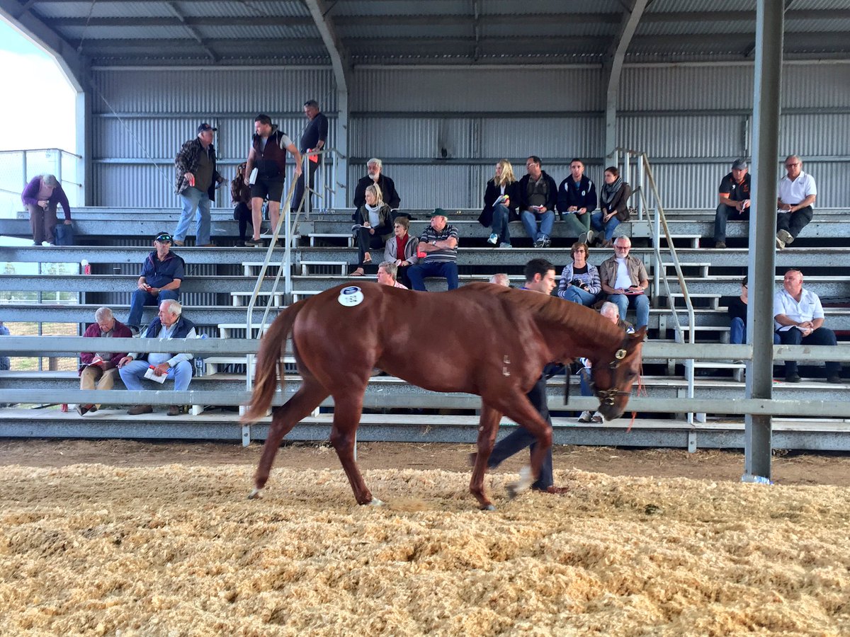 inglis_sales's tweet photo. Foxwedge x Pinocchio colt (Lot 162) sells for $82,000 after plenty of underbidders at the #InglisScone Yearling Sale https://t.co/ZwpSANMsbD