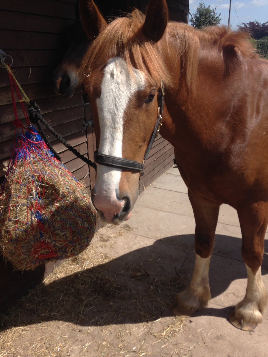 hellobirddesign's tweet image. Meet Corby :) think we are going to have some fun times together :) #horse #cheshire