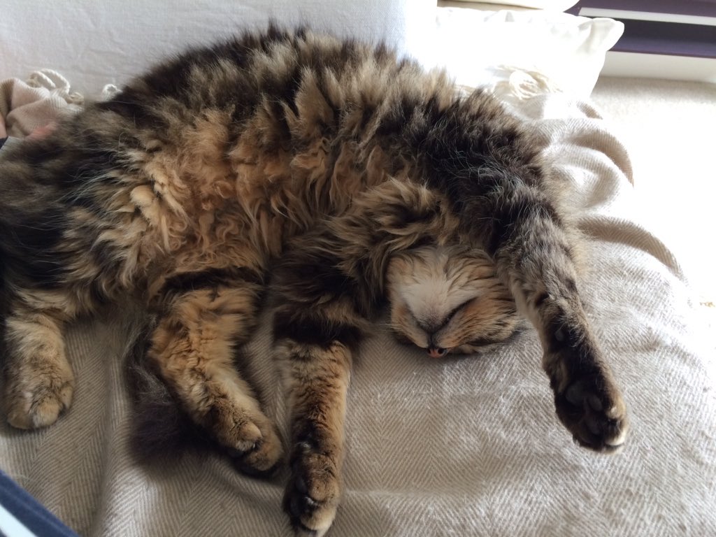 #LoafingPets William lives to loaf.