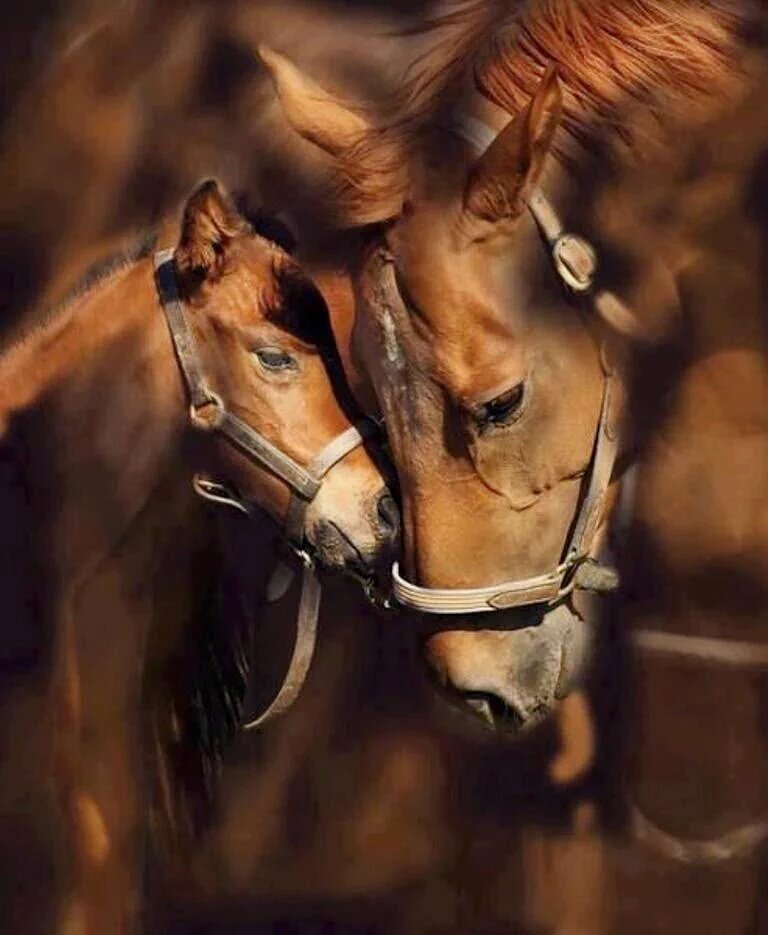 barntank's tweet photo. @HopeInHearts  the Lord gave us horses because He knew we needed them. https://t.co/wGHowUweWM