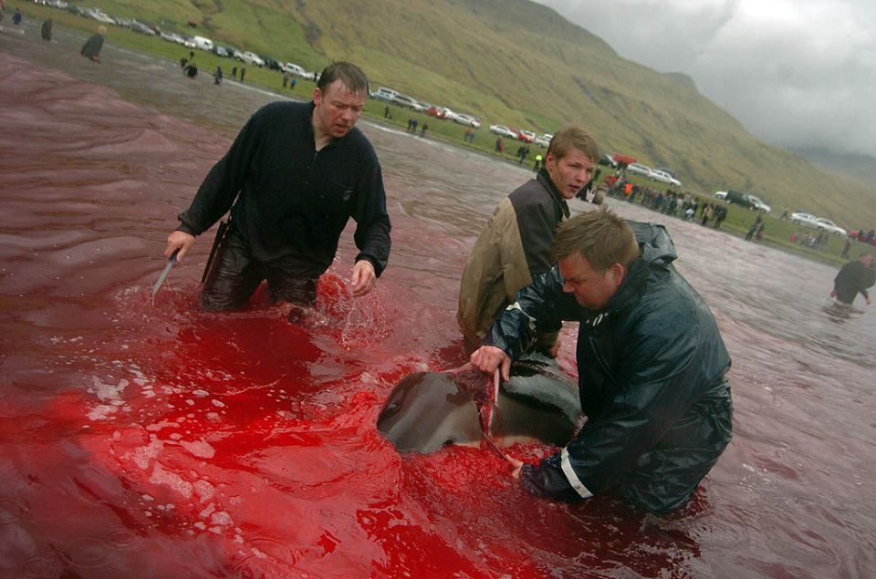 Driven into a bay, hook jammed into blowhole so it can be dragged then cut to partially sever head  #WOWvTaiji wowvstaiji.com