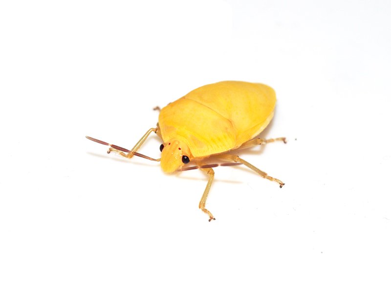 そして2日後、アカズジキンカメの幼虫が羽化しました。出てきたのは