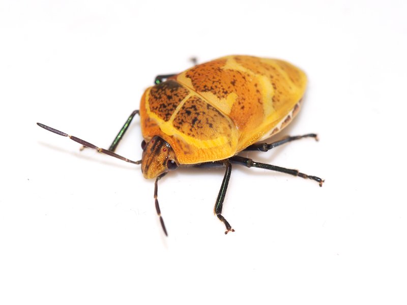 そして2日後、アカズジキンカメの幼虫が羽化しました。出てきたのは