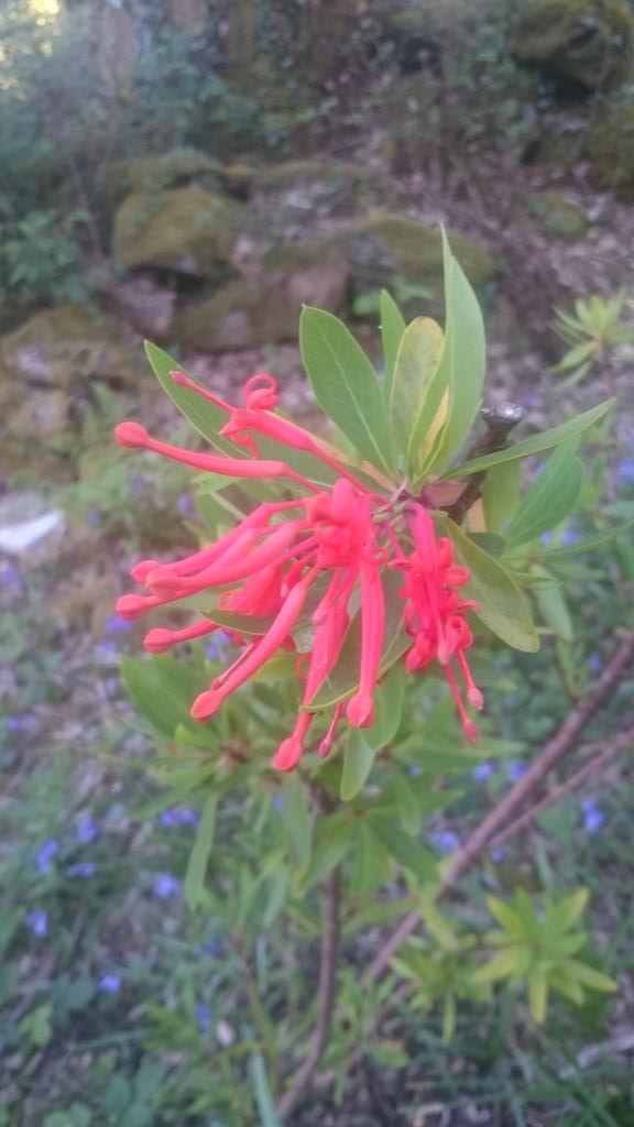 fossilplants's tweet photo. Off to @BodnantGardenNT today to see the @Plantheritage #Nationalcollection of #Embothrium. https://t.co/SDAjYNdk3R