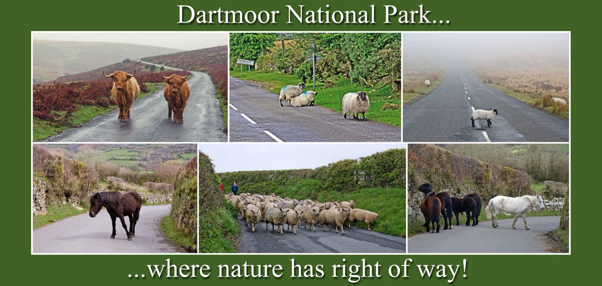 UniqueDevonTour's tweet photo. On #Dartmoor nature has right of way! @dartmoornpa @VisitDartmoor @Dartmoor_Hour @dartmoorponyht @dartmoormag #Devon https://t.co/lBkwpeRnkk