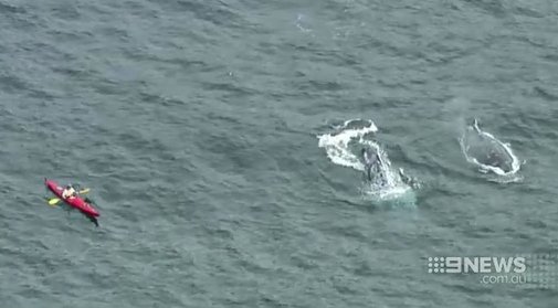 9NewsSyd's tweet photo. This weekend marked the start of the whale watching season, with a pair of humpback whales spotted off Bondi. #9News https://t.co/RpRLzbAC4d