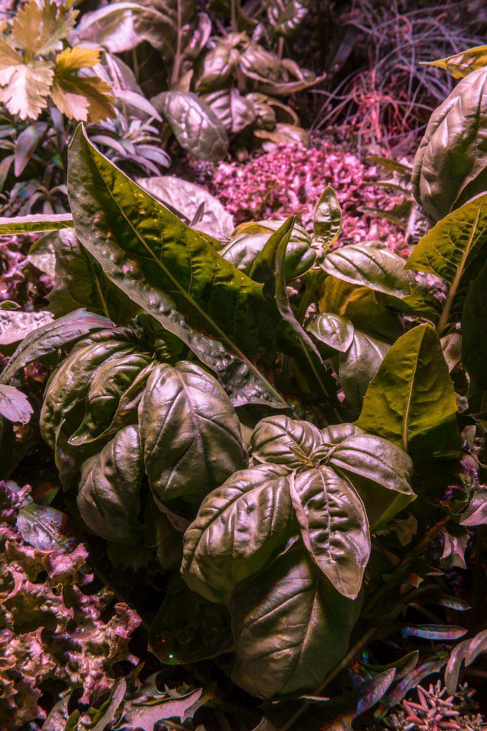 Oggi ultimo giorno per visitare #naturanaturans #villapanza. Apertura fino alle 20. 28 opere da non perdere!!