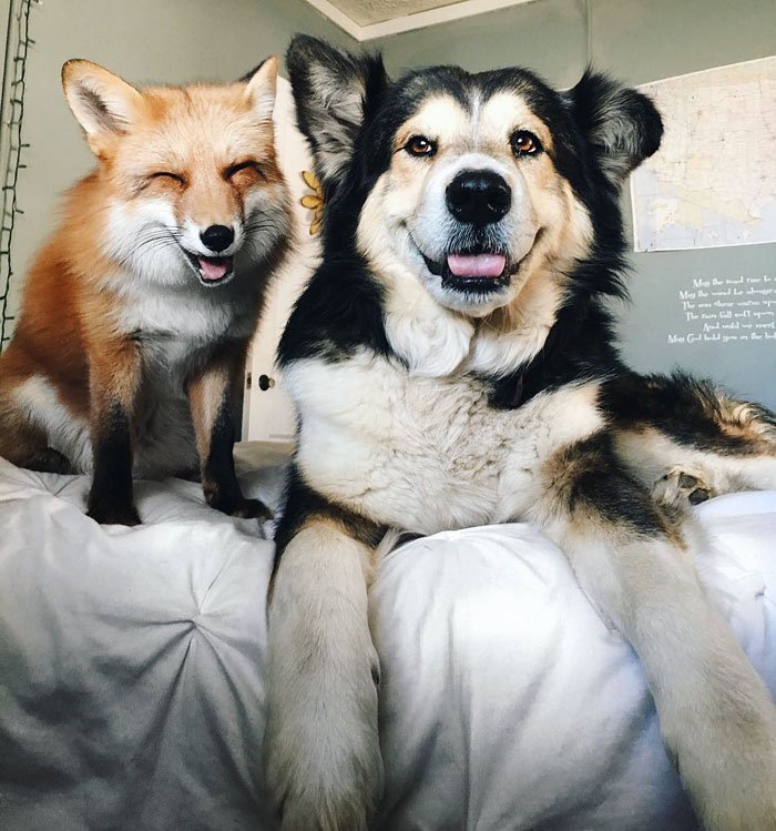 「キツネとシェパードの雑種犬がいつも一緒の大の仲良しとなる」とにかくキツネのジュニパー(女の子)は、1日中、犬のムース(男の子)の興味を引こうとして行動しているらしい。ムースといるときのジュニパーの嬉しそうなことといったら。