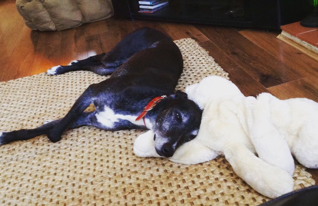 70_power's tweet photo. Busy morning Dingle? #lurcher #itsadogslife #timetochill #lovemydog #dingledog #sunday https://t.co/sD8FcxDIrq
